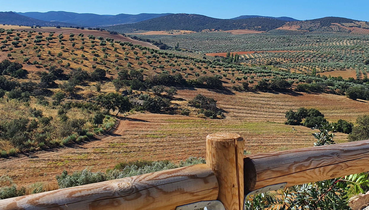 Visita a la finca La Pontezuela con cata de aceites