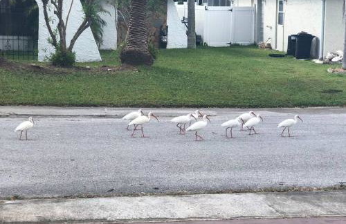 Swimming, Boating, Fishing on Gulf & Heated pool - Foto 76