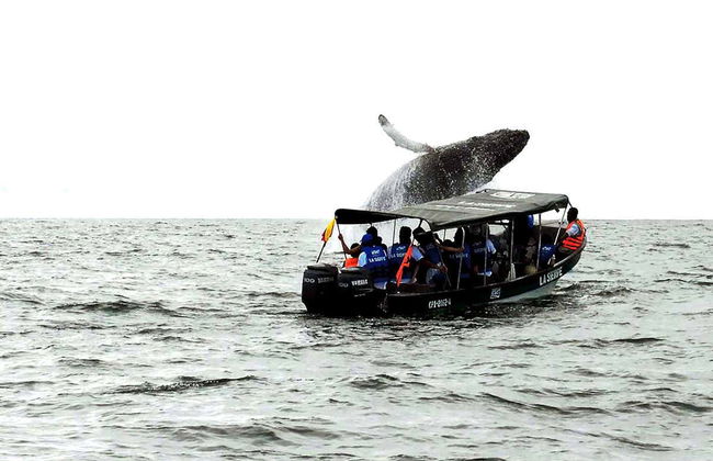 Whale Watching from Cali - Photo 7