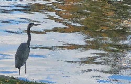 Large 1 BR Cottage, KING BED on the Lake - Foto 16