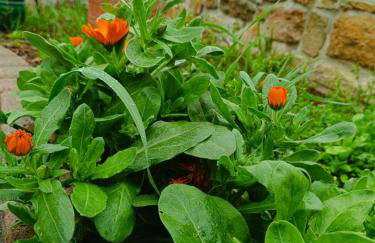 Grandmas Cottage - Photo 63