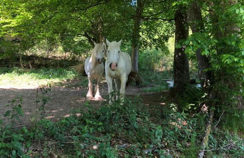 Apartment Rur-Partie im Haus An der Rur - Foto 22