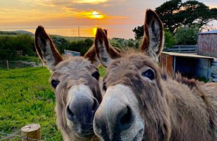 Awel Y Mor - cosy apartment. - Foto 9