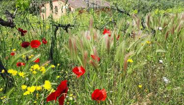 Poggio agli Ulivi vicolo di Colle Reti 22 Frascati - Foto 2