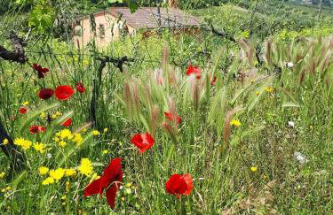 Poggio agli Ulivi vicolo di Colle Reti 22 Frascati - Foto 2