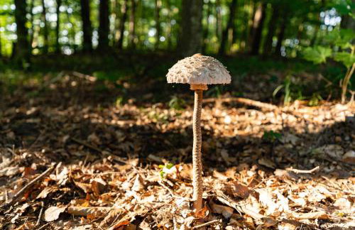 Gulbity Camp - Foto 66