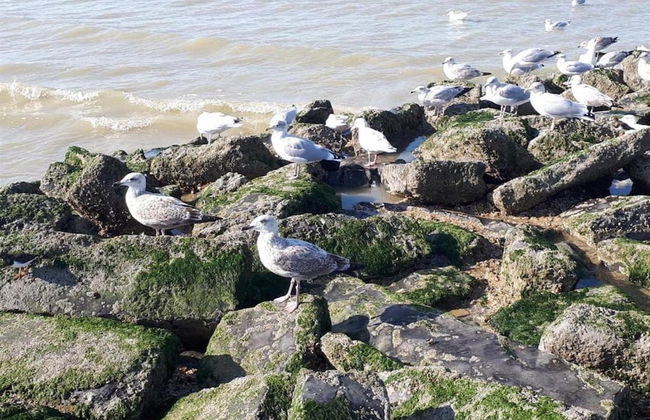 Apartment in St-idesbald With Sea View - Photo 33