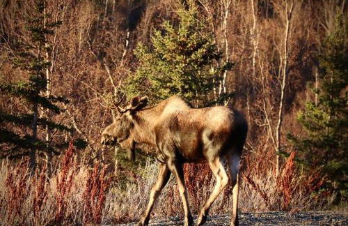Luxury Living at The Eagles Perch Palmer AK - Foto 44