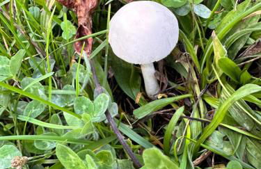 Los Tres Hórreos - Foto 27