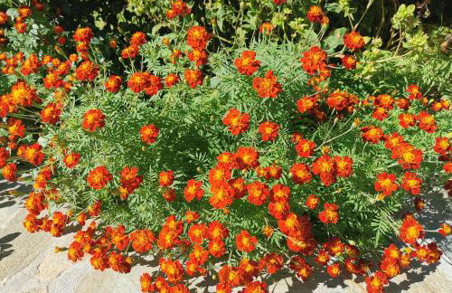 Kardiakafti Village - Foto 60