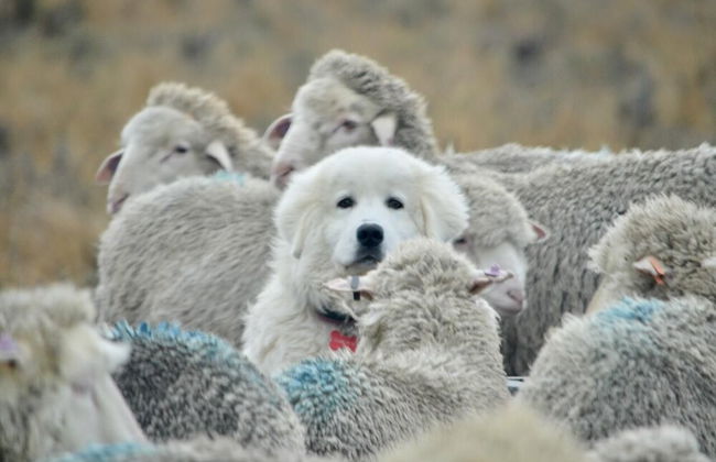 Estancia Monte Dinero - Photo 44