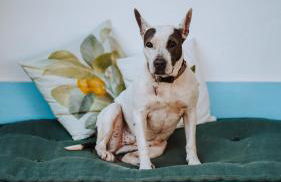 Monte do Pomar - Foto 30