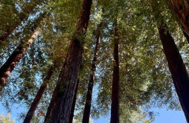 Private Redwood View Suite Near San Cruz Beaches - Foto 19