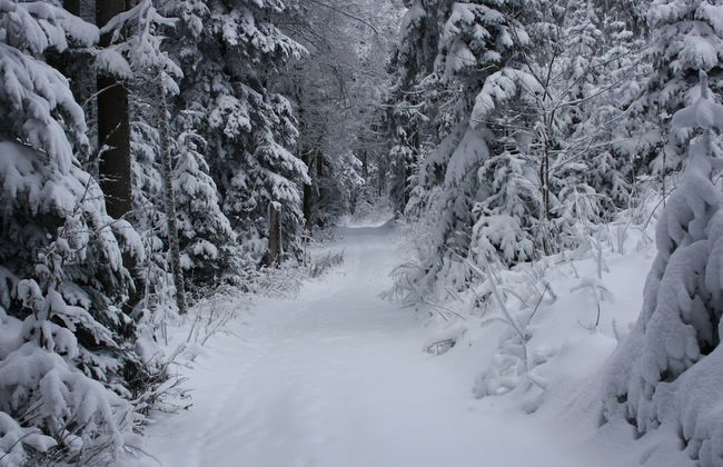 Spacious Apartment in Wehrhalden near Cross Country Skiing - Foto 38