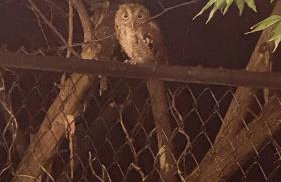 The Firefly Lodge at ShenandoahHot Tub~ View~Pets - Foto 30