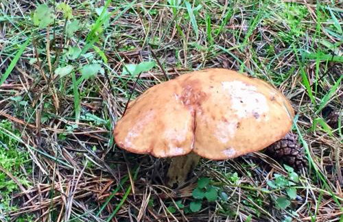 Sosnowy Zakatek - Foto 50