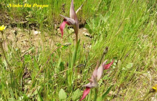 Ninho Da Poupa - Foto 36