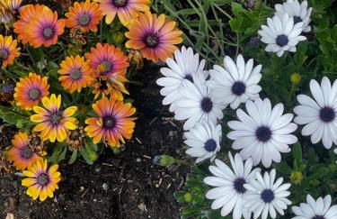 Espacio Shangrila.One - Foto 76