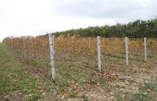 Domki w Winnicy - Świętokrzyska Winnica Knapów - Foto 20