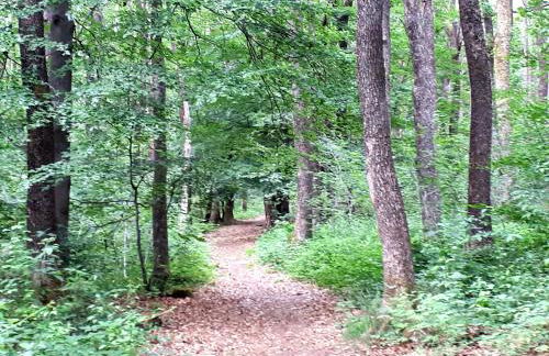Ferienhaus Eifelschätzchen am Kronenburger See - Foto 45