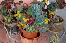 Monica's Country House - Foto 34