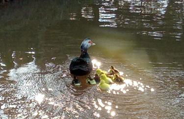 Magia das Hortênsias - Natureza, Hidromassagem e Muita Tranquilidade! - Foto 15