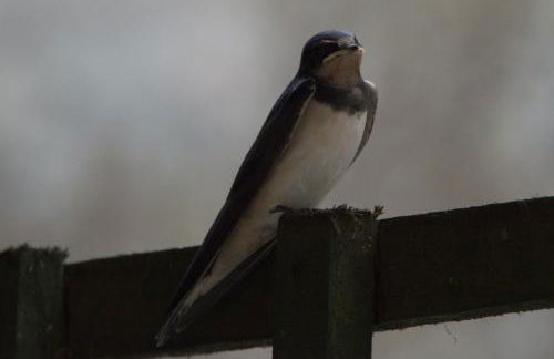 Rosemount Bothy - Highland Cottage - Foto 37
