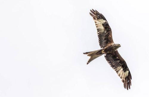 Ffyllon Fawr - Foto 26