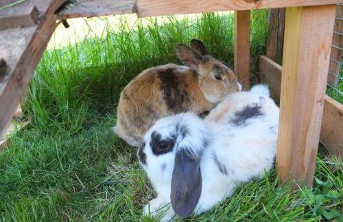 Ferienwohnung Mohnblume - Foto 11