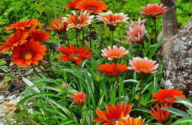 Apartments by the sea Luka Dubrava, Peljesac - 21647 - Foto 7