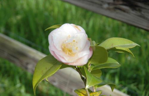 Quinta da Casa Alta - Foto 58