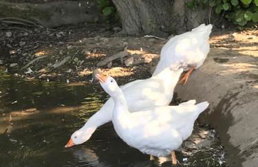 Poplar Lodge, Dee Valley Stays - cosy microlodge with detached private shower & WC - Photo 14