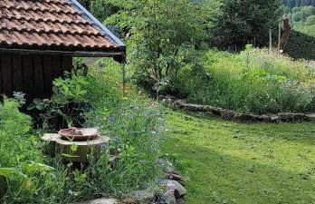 Hêtre pourpre - Foto 21