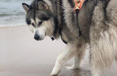 Apartamenty nad morzem Przy Klifie 2 Dębina - Foto 1