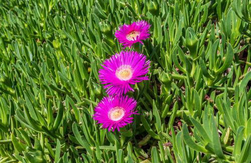 Apartments Marko Dominik - Foto 16