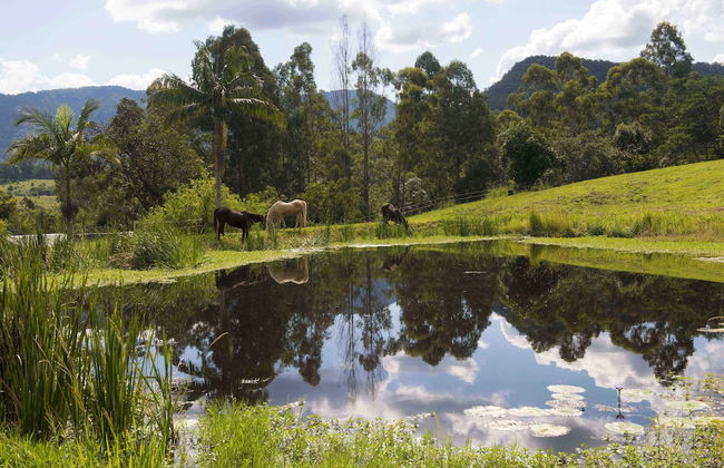 Nimbin Waterfall Retreat - Photo 46