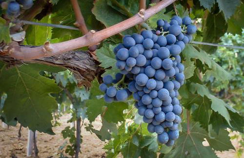 Agriturismo Agrimare Barba - Foto 60