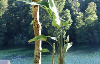 Villa La Finca - Gerês - Foto 7