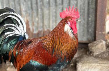 Elishaw Farm Holiday Cottages - Foto 9