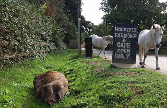 Forest Palms - Foto 32