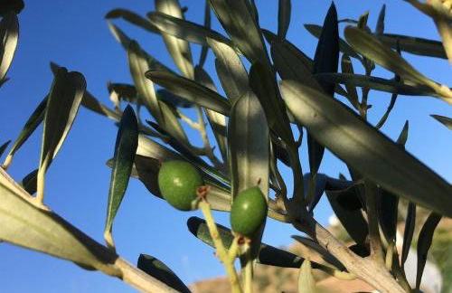 Algarrobo Azul - Photo 36