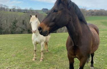 La Cabane des Colibris - Photo 27