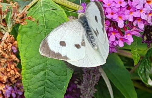 Rose Cottage, 2 Bedroom Cottage with character, near Southwold - Photo 27