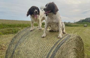 Park Wilkasy - Foto 50