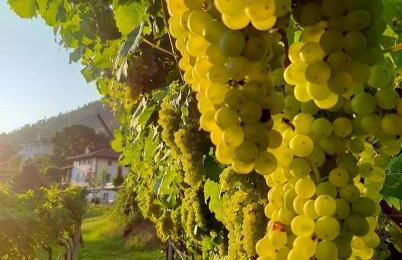 Agritur Cantina Romanese - Photo 10