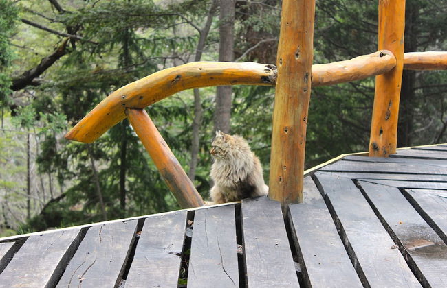 Amazing 5 Bedrooms Chalet in Villa Traful VT1 by Apartments Bariloche - Foto 53