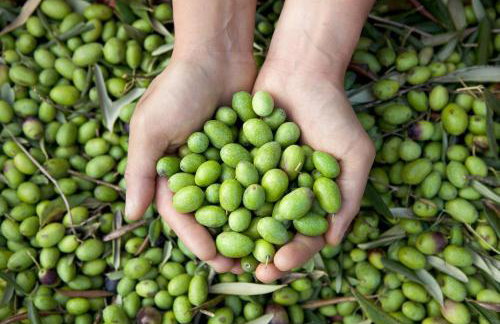 Poggio Diavolino - Suvereto - Foto 58