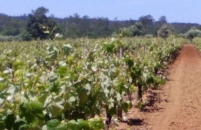 Prior Lucas Winery Tour - Photo 6