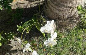 Casa Alto da Barra de São Miguel, um paraíso - Foto 52