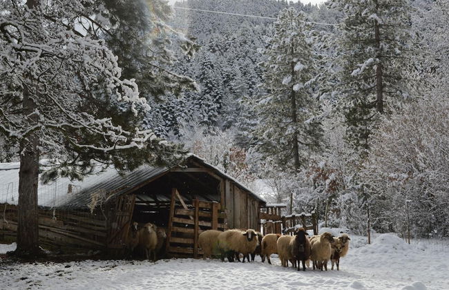 Farma Sotira - Foto 67